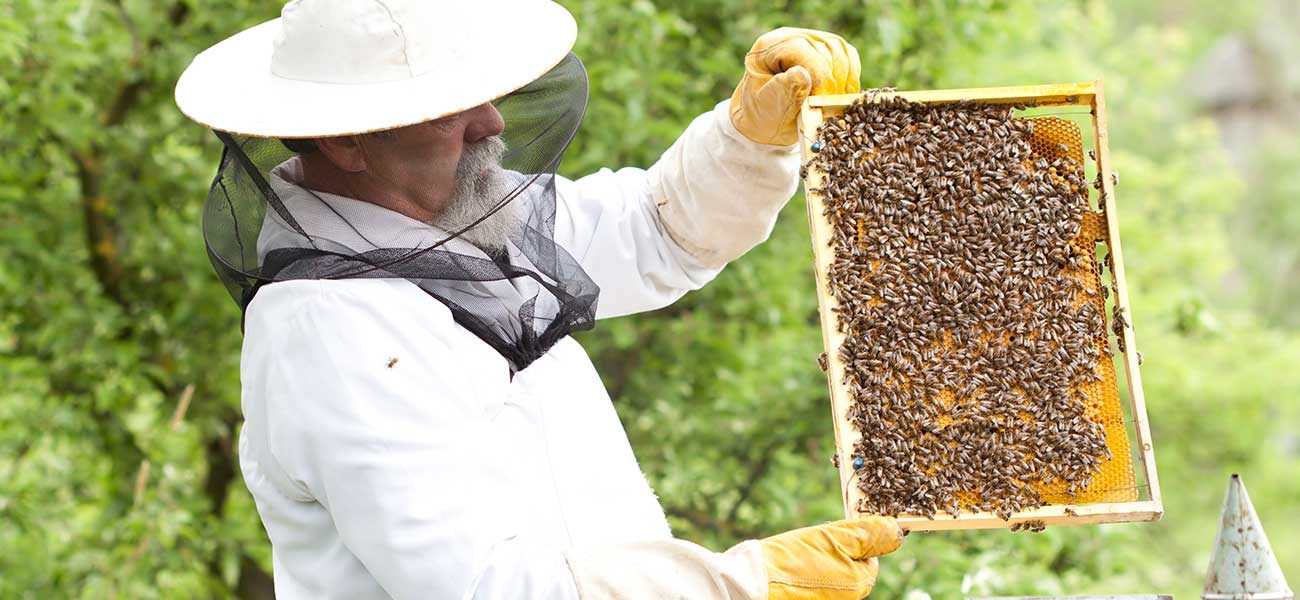 curs online apicultor